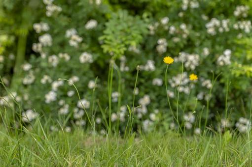 【背景素材】タンポポの花4 【背景素材】タンポポの花4の写真