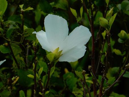 【花の写真】ムクゲの花の写真