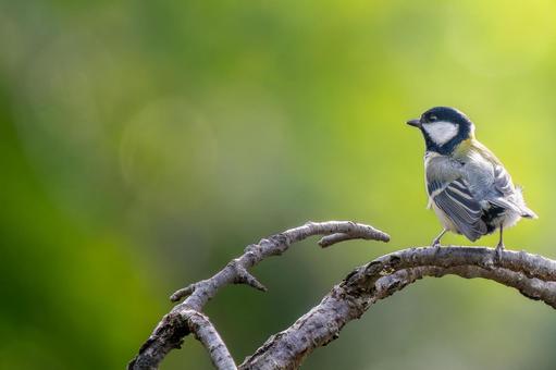 枝にとまるシジュウカラ・コピースペース シジュウカラ,野鳥,鳥の写真素材