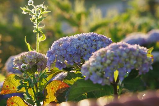 Hydrangea illuminated by the setting sun, JPG Hydrangea illuminated by the setting sun, JPG