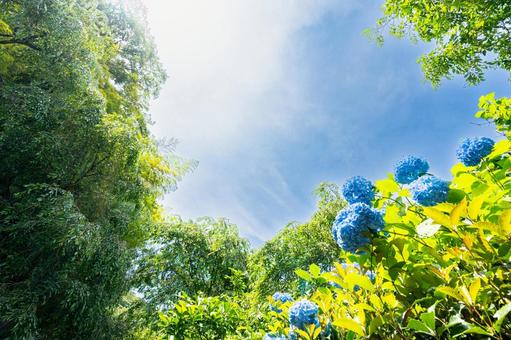 青い紫陽花 紫陽花,アジサイ,あじさいの写真素材