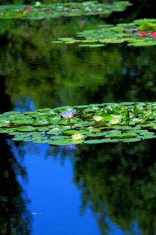 睡蓮の写真
