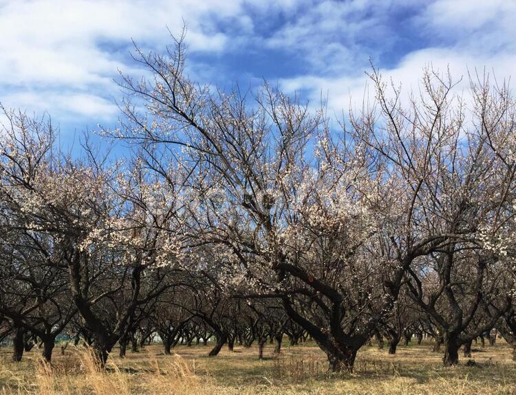梅林と青空 梅,早春,春の写真素材