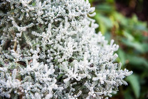冬の草花の風景4 冬の草花の風景4の写真