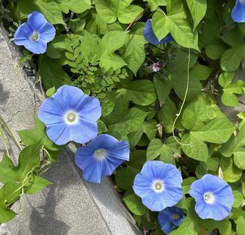 朝顔 朝顔 朝顔,アサガオ,あさがおの写真素材