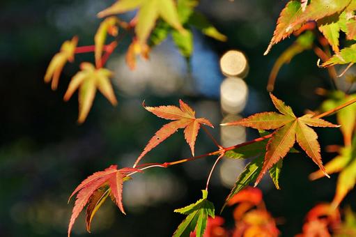 陽射しの中のイロハモミジ 陽射しの中のイロハモミジ イロハモミジ,紅葉,葉の写真素材