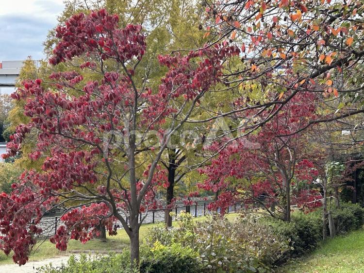 紅葉 公園,自然,紅葉の写真素材