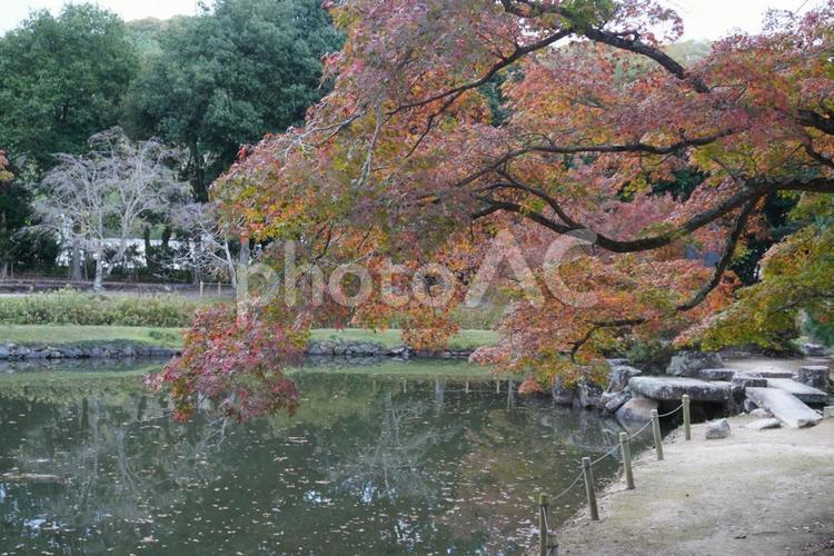 枝垂れ紅葉 紅葉,もみじ,赤色の写真素材