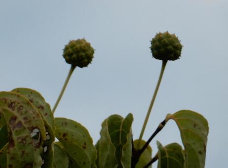【花の写真】ヤマボウシの実 【花の写真】ヤマボウシの実の写真