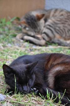 野良猫のお昼寝 野良猫のお昼寝の写真