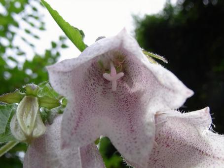 Among the campanula flowers blooming in the suburbs, JPG Among the campanula flowers blooming in the suburbs, JPG