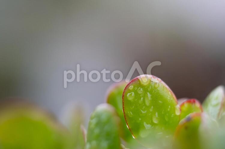 雨の日の金のなる木 金のなる木,水滴,梅雨の写真素材