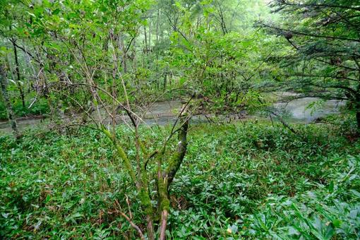 緑の風景 景色,風景,木の写真素材