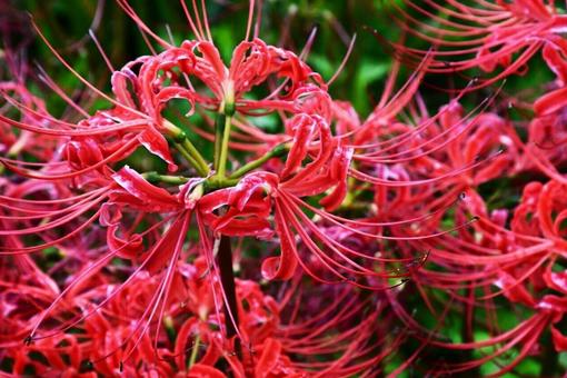 彼岸花⑩の写真