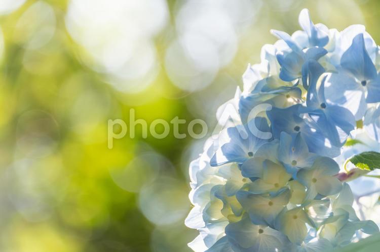 美しい紫陽花の花と緑の背景 紫陽花,花,背景の写真素材