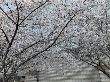 桜 桜 春,サクラ,自然の写真素材