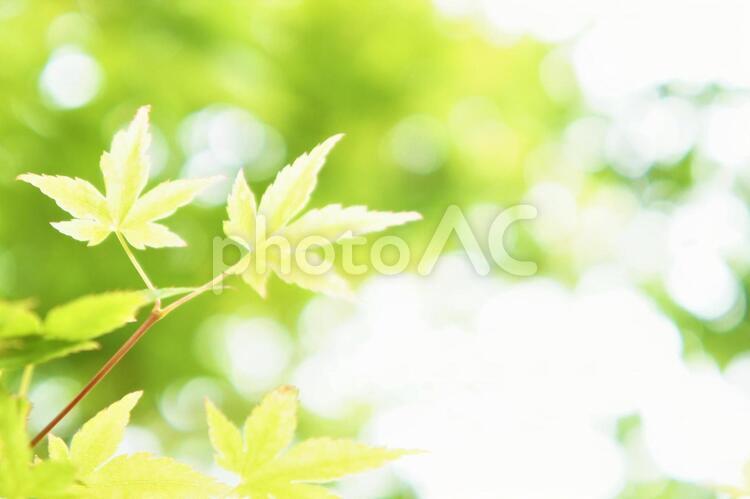 夏のもみじ   もみじ,新緑,若葉の写真素材