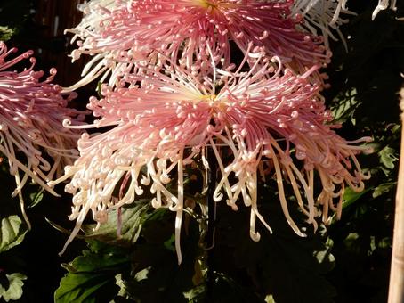 【風景写真】福山菊花展覧会の風景 キク,菊,菊花展の写真素材