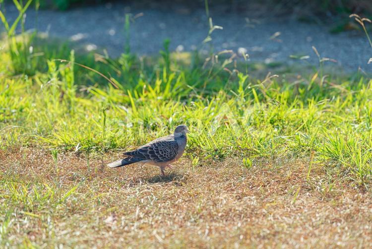 エサを探しながら歩くキジバト キジバト,鳩,野鳥の写真素材