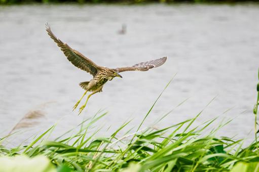 ホシゴイ(32)の写真