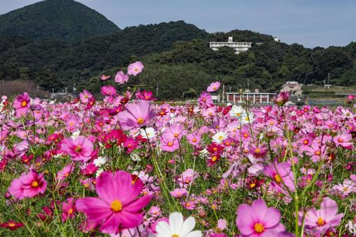 満開のコスモス コスモス,秋桜,コスモス園の写真素材