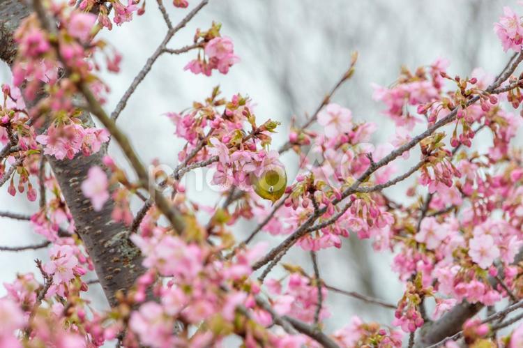 満開の桜の中で遊ぶメジロ 桜,メジロ,鳥の写真素材