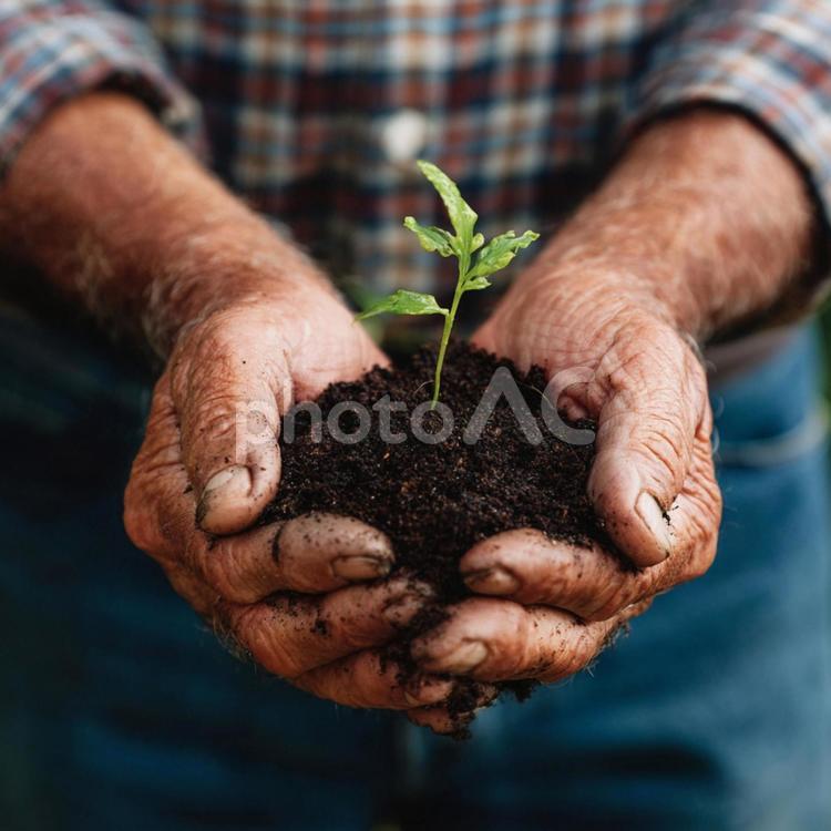 新芽と土を持つ男性の手 芽,新芽,植物の写真素材