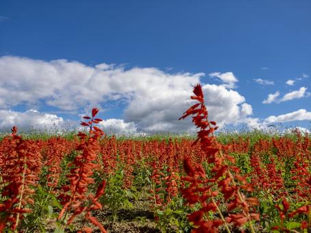 赤く染まる丘と秋空のコントラスト 赤く染まる丘と秋空のコントラスト サルビア,花,赤の写真素材