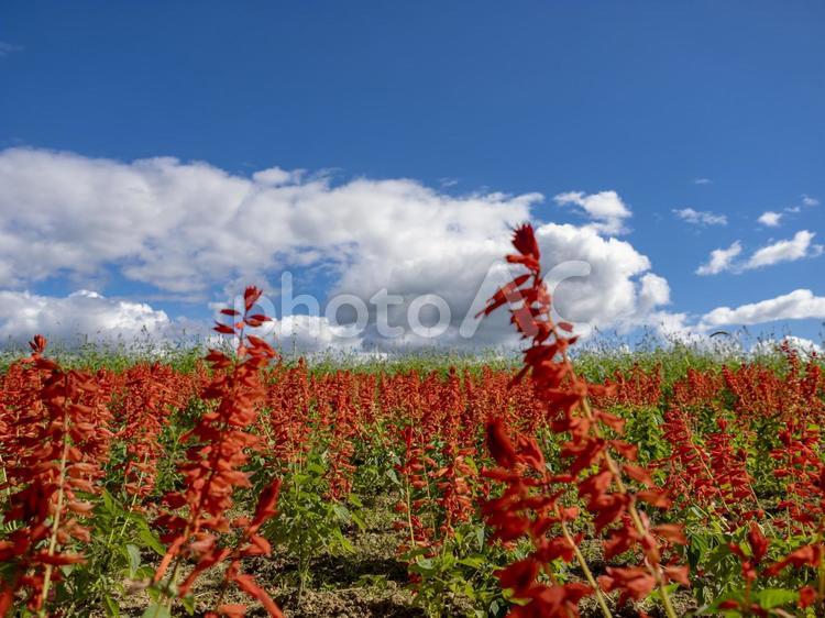 赤く染まる丘と秋空のコントラスト サルビア,花,赤の写真素材