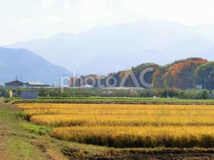 田んぼのある田舎風景【山形】 田舎,田んぼ,秋の写真素材