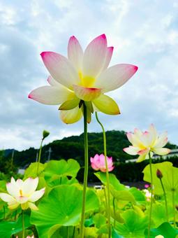 空に向かって咲き誇る蓮の花 一輪 空に向かって咲き誇る蓮の花 一輪の写真