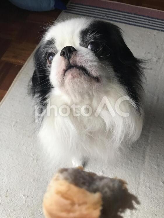 あげませんよ…… 狆,日本犬,お菓子の写真素材