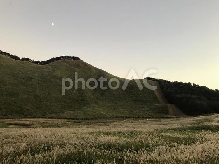夕暮れ時の一面に広がるススキ畑 ススキ,すすき,芒の写真素材