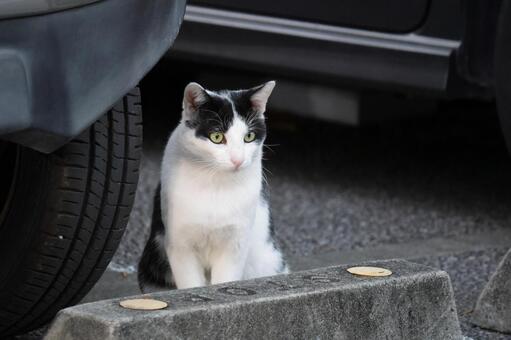 公園ネコ　沖縄県　那覇市 ネコ,キジトラ,公園の写真素材