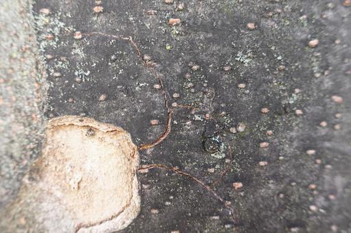 樹皮とコブのクローズアップ とひび割れ 自然,テクスチャ,樹皮の写真素材