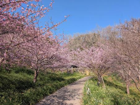 満開の桜 満開の桜の写真