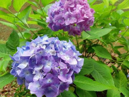 紫陽花 紫陽花の写真
