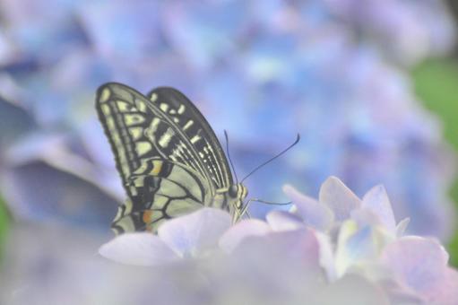 あじさいとナミアゲハ あじさいとナミアゲハの写真