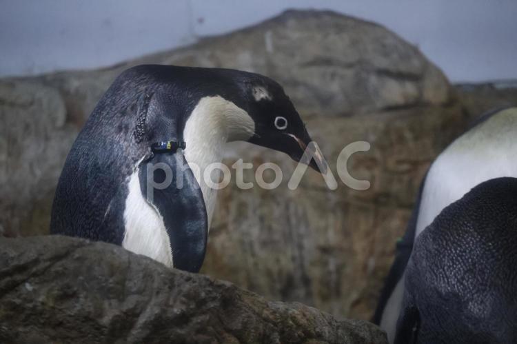 アデリーペンギンのいる水族館 アデリーペンギン,水族館,ペンギンの写真素材