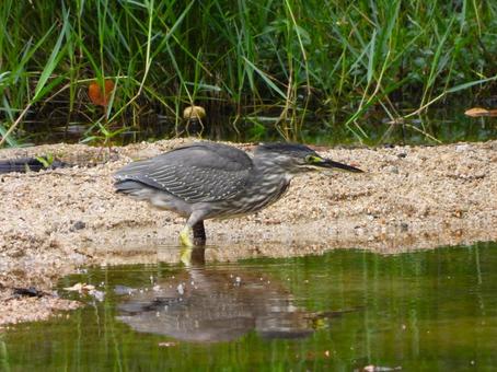 水際で餌を探すササゴイ 水際で餌を探すササゴイの写真