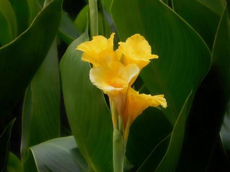 【花の写真】カンナ（美人蕉） カンナ,植物,自然の写真素材