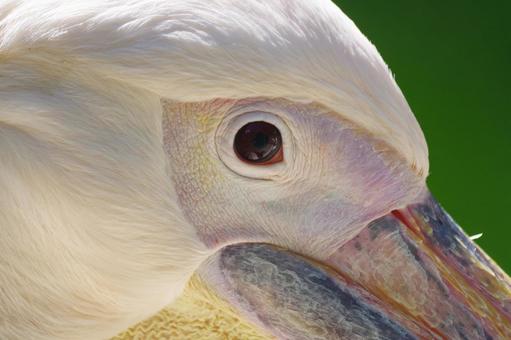 鳥のアップ 鳥,アップ,鳥類の写真素材