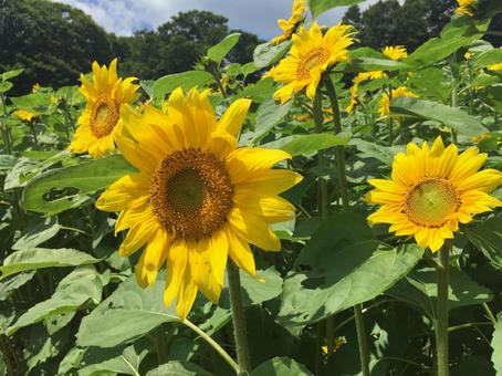 Photo, sunflower, natural, orange, 