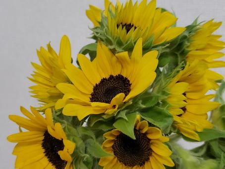 Sunflower Mini, JPG