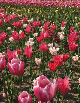 チューリップ祭り チューリップ,花,ピンクの写真素材