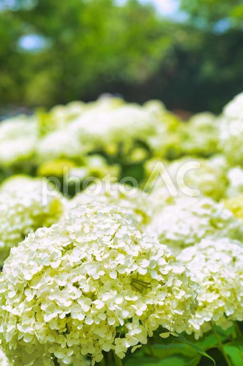 アジサイ　紫陽花　あじさい 6月,紫陽花,2023年の写真素材