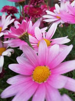 春花 春花の写真