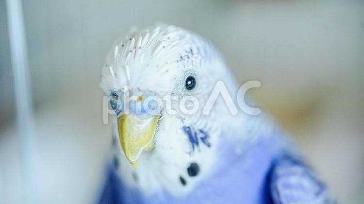 セキセイインコ（鳥類） セキセイインコ,インコ,背黄青鸚哥の写真素材