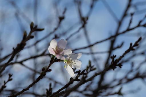 四季桜 四季桜の写真