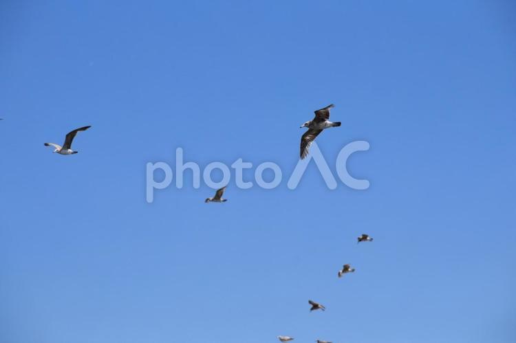 九十九里の青い空と野鳥たち 空,鳥,晴れの写真素材